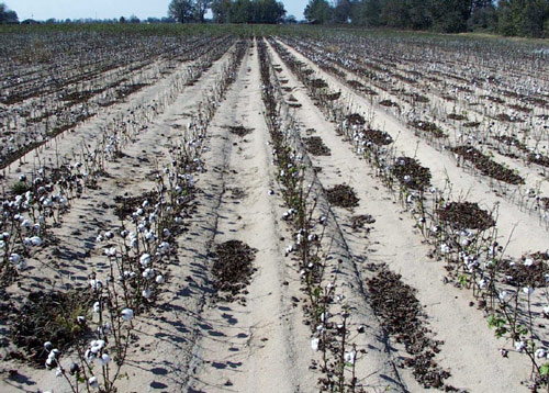 cotton growing on sandblow near marianna ark